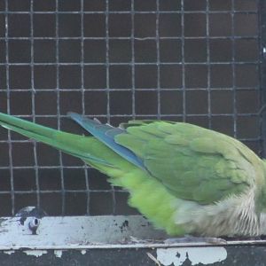 Monk parakeet
