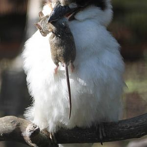 Kookaburra with mouse