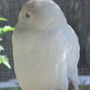 Snowy owl