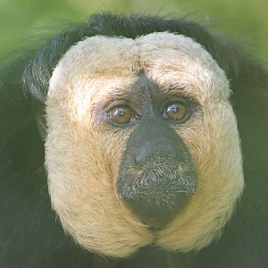 White-faced saki male
