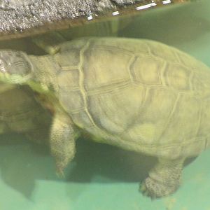 Turtle ID needed