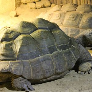 Aldabra giant tortoise