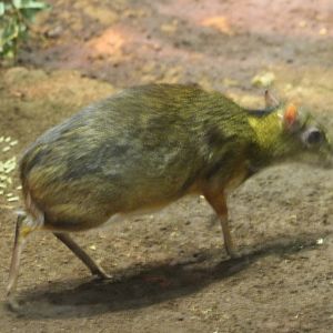 Lesser malay chevrotain