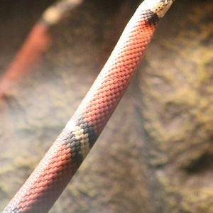 Milk snake species