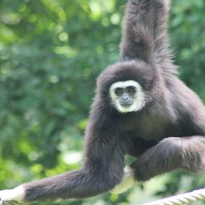 White-handed gibbon