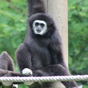 White-handed gibbon