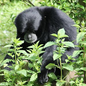 Siamang