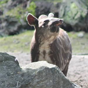 Baby Lowland tapir