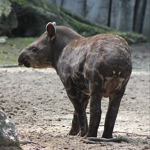 Baby Lowland tapir