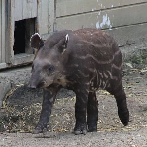 Baby Lowland tapir