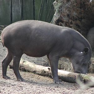 Lowland tapir
