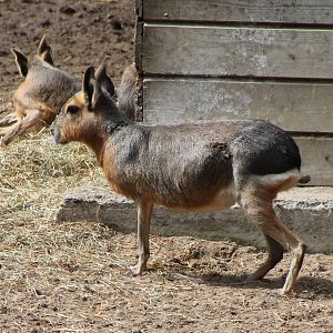 Patagonian cavys