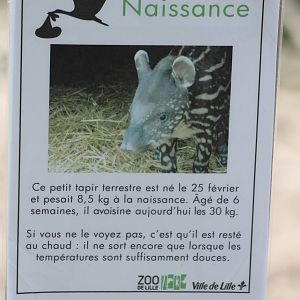 Birth-sign Lowland tapir
