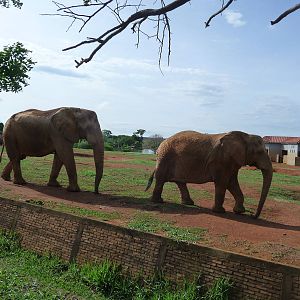 african elephants brasilia zoo