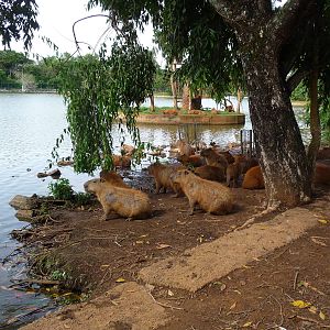capibara brasilia zoo