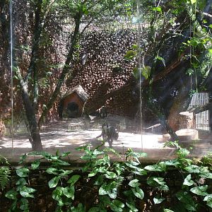 jaguarundi exhibit brasilia zoo