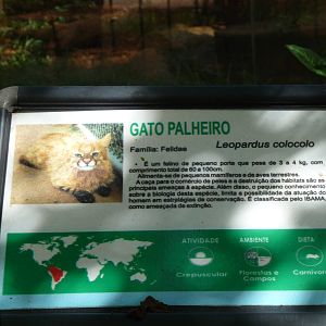 colocolo sign brazilia zoo