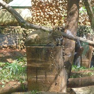 colocolo brasilia zoo
