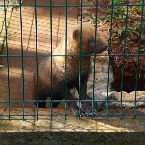 bushdog brasilia zoo