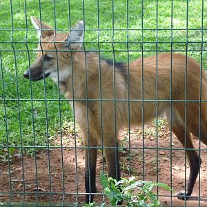 maned wolf brasilia zoo