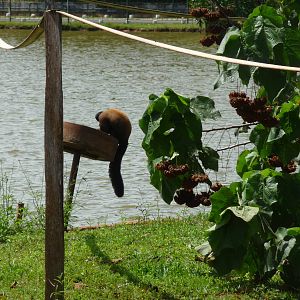 bearded saki brasilia zoo