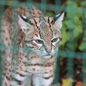 Geoffroy's cat