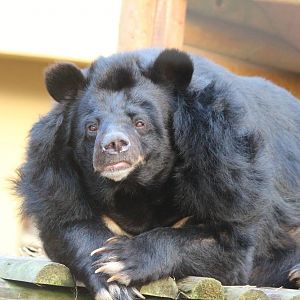 Asiatic Black Bear