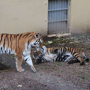 Sumatran and Amur Tiger