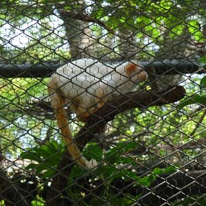 golden white tassel eared marmoset