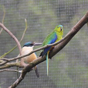 Sacred Kingfisher and Orange-bellied Parrot at Moonlit Sanctuary