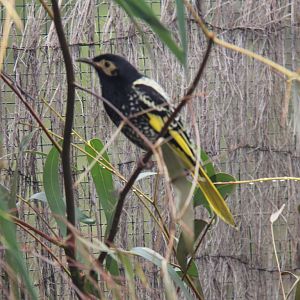 Regent Honeyeater at Moonlit Sanctuary