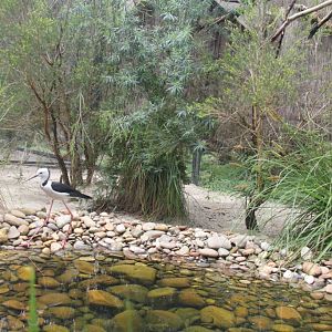 Black-winged stilt at Moonlit Sanctuary