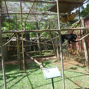 black howler monkeys exhibit brazilia zoo