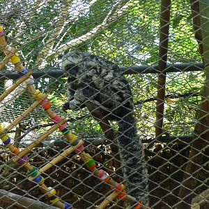 monk saki brasilia zoo