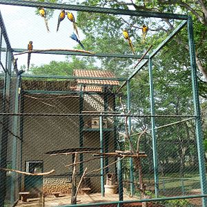 macaw aviary brasilia zoo