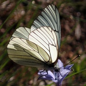 Black-veined White (Aporia crataegi)