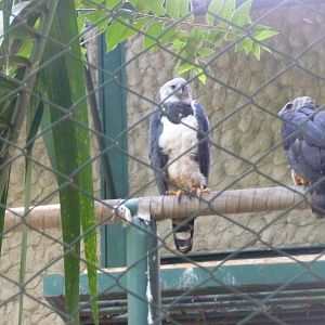 harpy eagle brazilia zoo