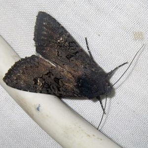 Black Rustic (Aporophyla nigra)
