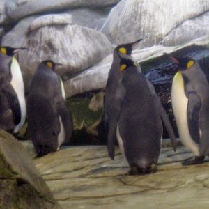 King Penguins (Aptenodytes patagonicus)