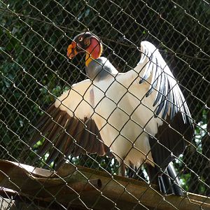 king vulture brasilia zoo