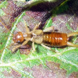 Short-winged Earwig (Apterygida media)