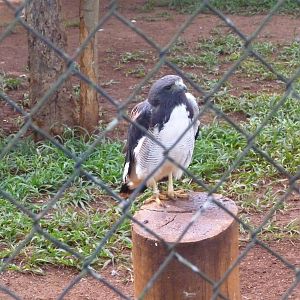 chilean blue eagle brasilia zoo