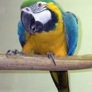 Blue and Gold Macaw (Ara ararauna)