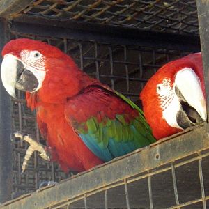 Green-winged Macaws (Ara chloroptera)