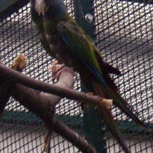 Blue-headed Macaw (Ara couloni)