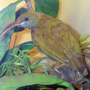 Grey-breasted Spiderhunter (Arachnothera modesta) (taxidermy)