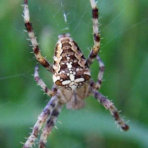 European Garden Spider (Araneus diadematus)
