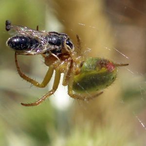 Cucumber Green Spider (Araniella cucurbitina)