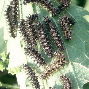 Map (Araschnia levana)