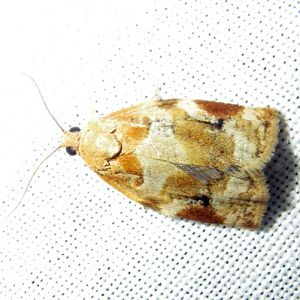 Variegated Golden Tortrix (Archips xylosteana)